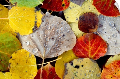 Leaves Dew Drops