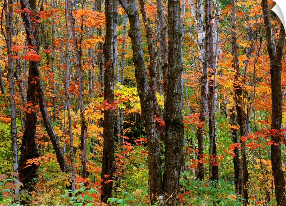 Autumn colors in the Superior National Forest, Minnesota