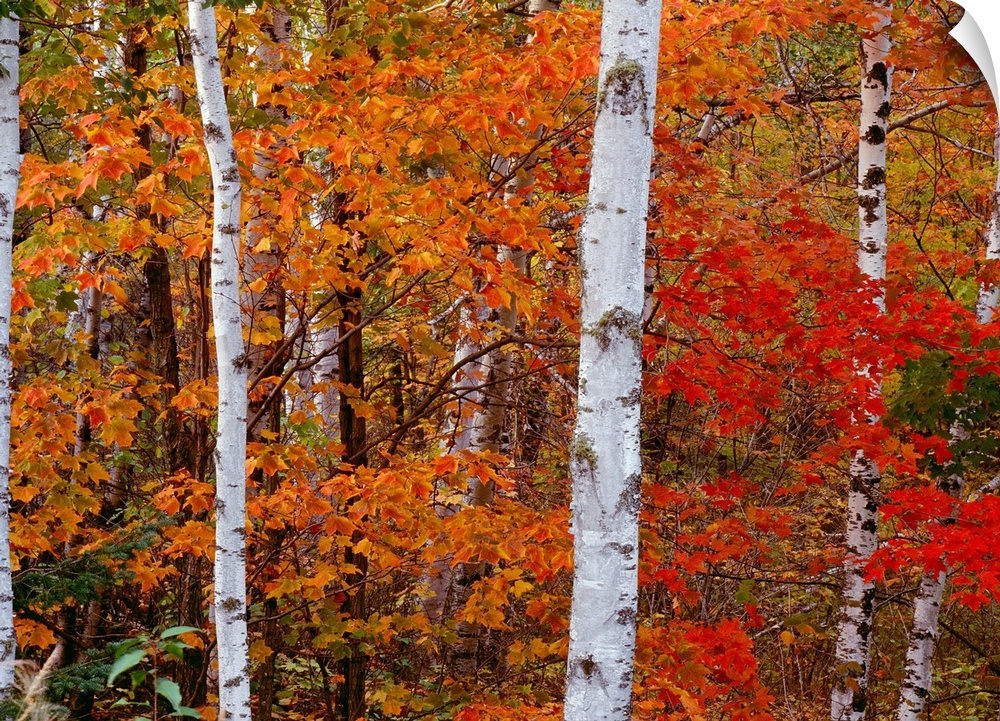 A landscape photograph of birch trees in an autumn forest.