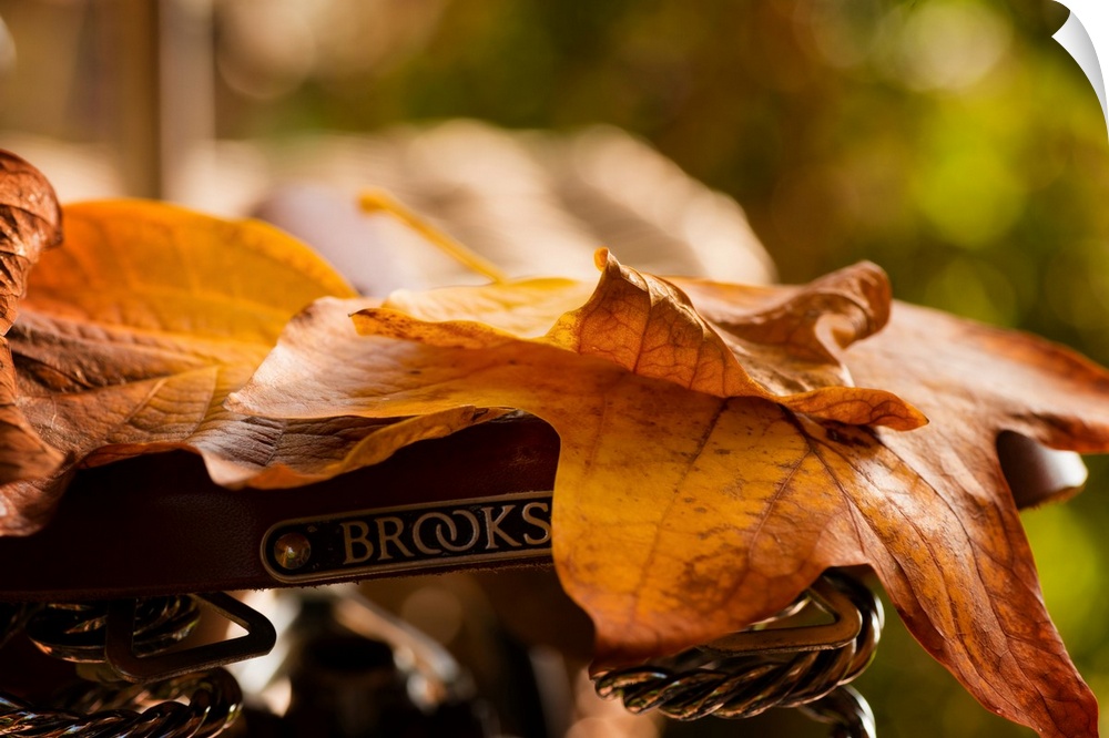 Fine art photo of fallen autumn leaves lying on a bicycle seat.