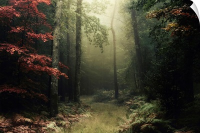 Legendary Forest In Brittany