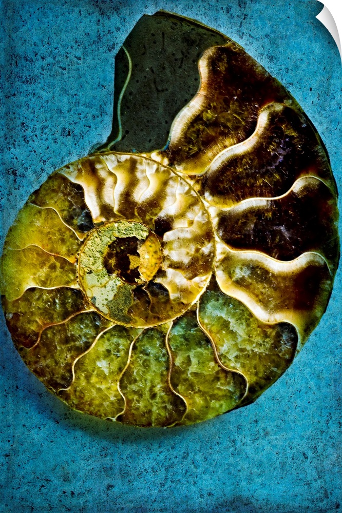 Decorative wall art for the home, office, or beach house this vertical photograph of a nautiluses shell has a painterly qu...