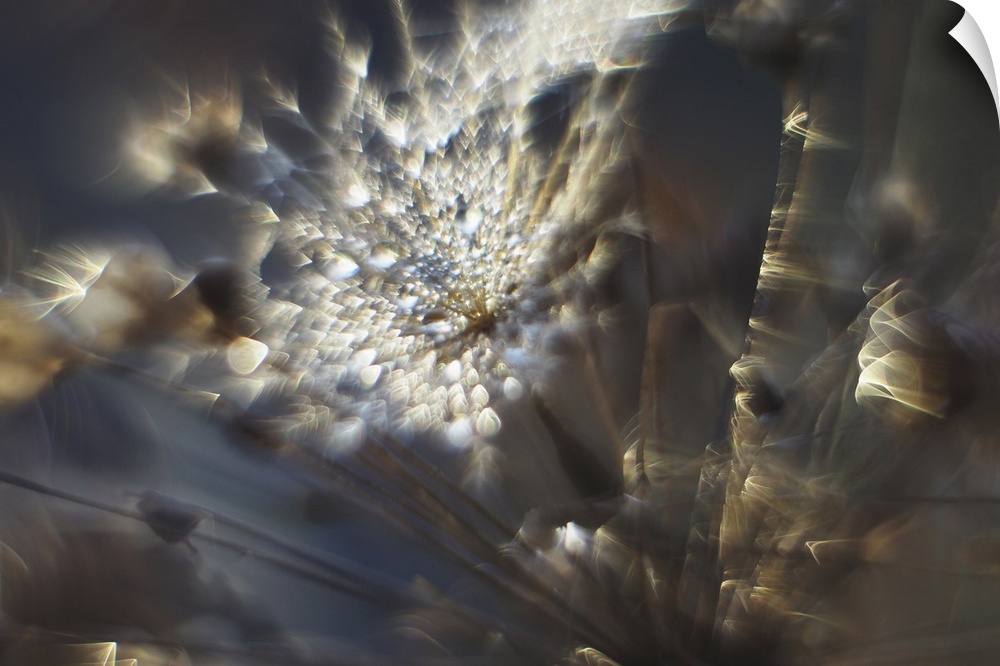 Seeds from Tragapogon pratensis with the sun behind. Shot with an Helios lens with the front element reversed. Added some ...