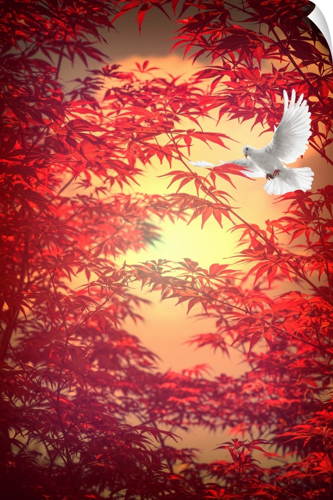 Photograph of a white dove in flight with a red Japanese maple behind.