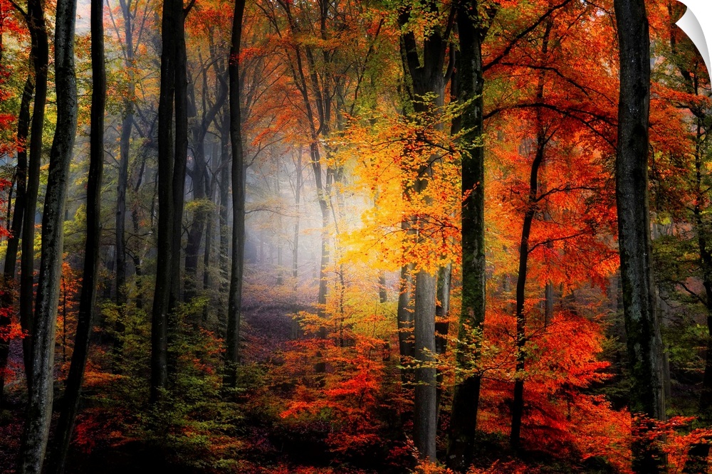 Large photograph of a densely filled forest in Autumn full of trees displaying their brightly colored leaves.  In the back...
