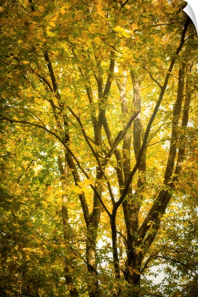 Yellow foliage in a forest