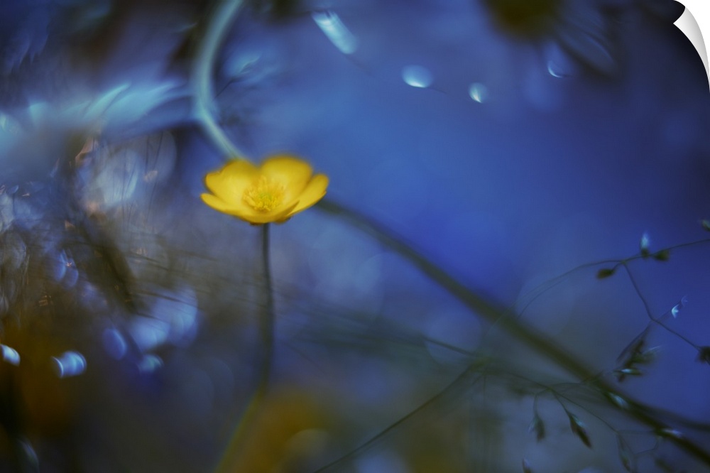 A bright yellow flower standing out against a blue background.