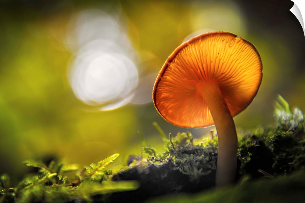 Fine art photo of the underside of a mushroom growing in a forest with bokeh in the background.