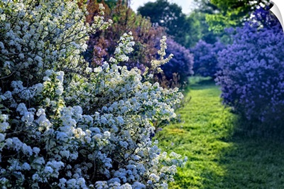 Lilac and Spirea Bloom