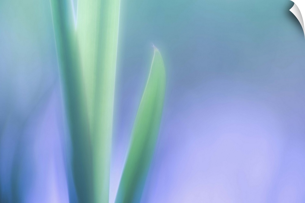 Part of series of nature closeups, pastel green leaves of a lily plant.