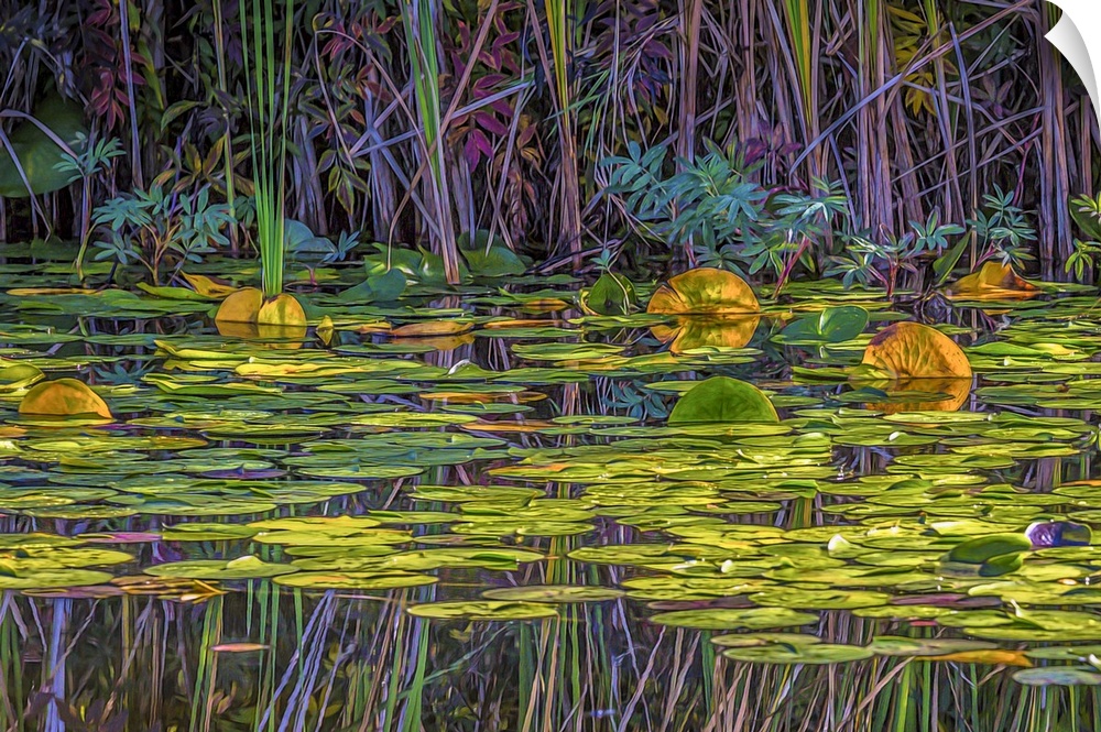 A colorful painterly scene of a marsh with lily pads.