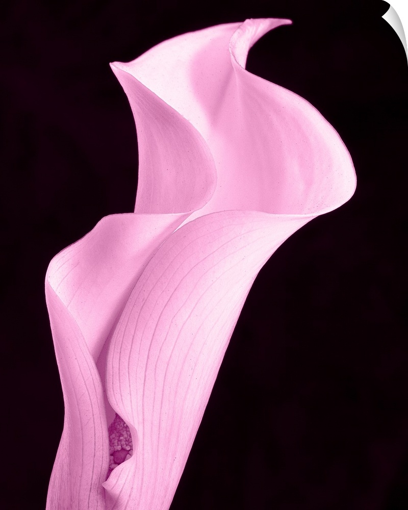 A contemporary close-up of a curvaceous sinuous Calla Lily flower toned in cool pale pink.