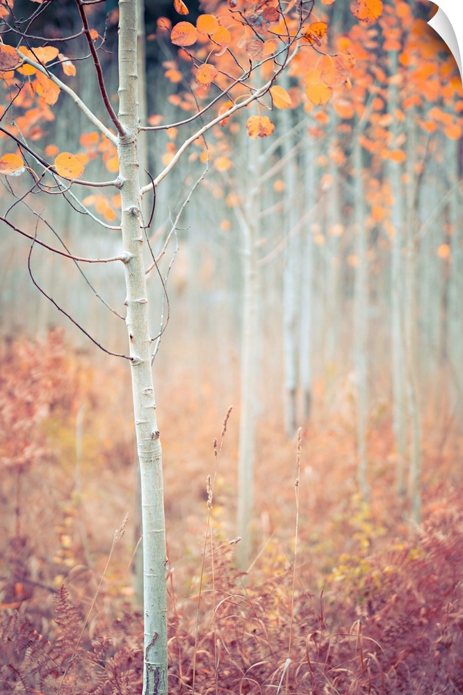Warm photograph of a skinny tree with orange leaves and a shallow depth of field.