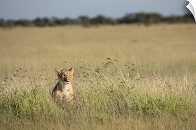 Lion Cub In The Long Grass