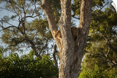 Lioness Up A Tree