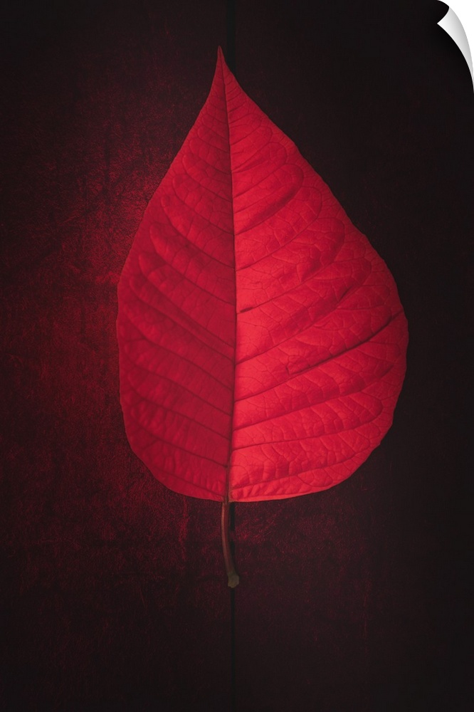 Photograph of a bright red leaf on a dark red ground with a dotted black line lining up perfectly with the stem.