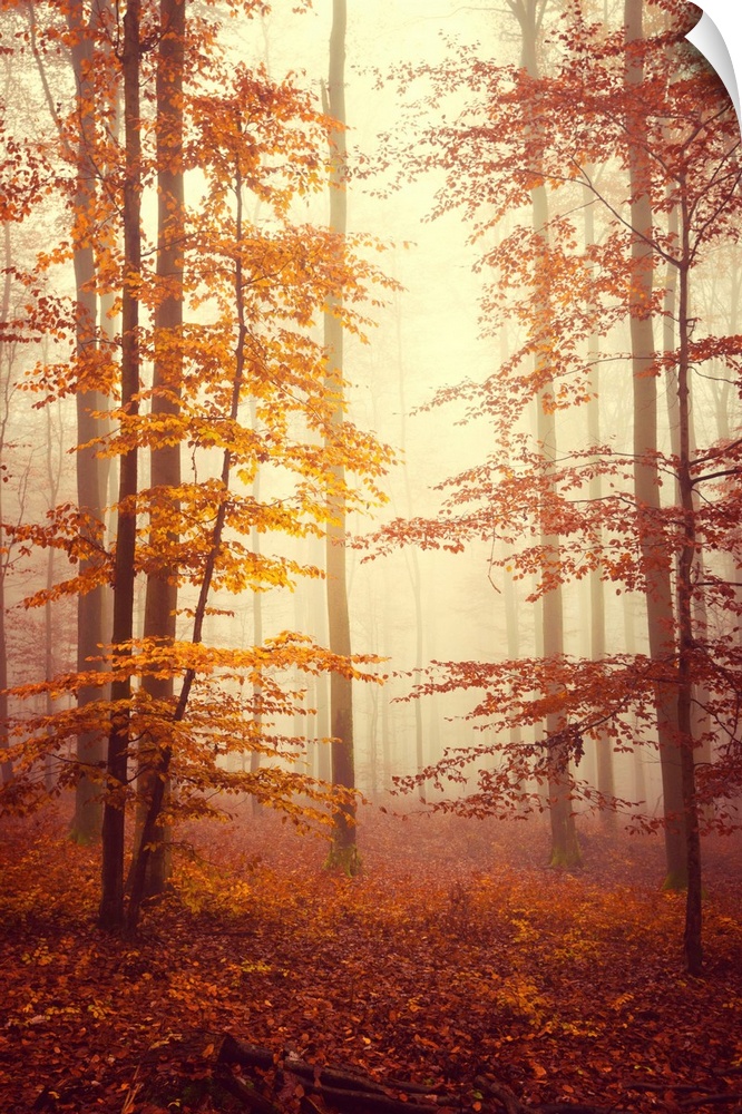 Fine art photo of a misty forest of slender trees in fall colors.