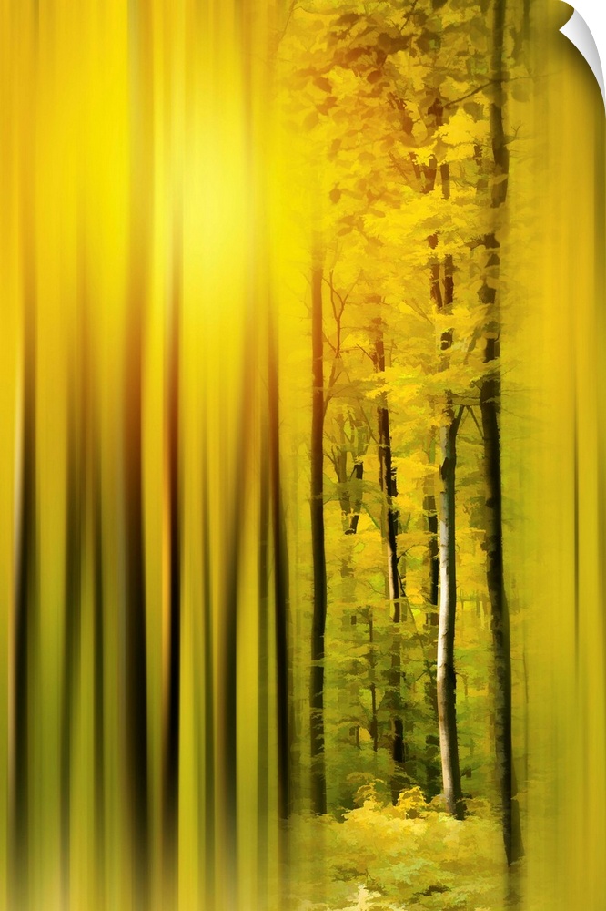 Photograph of a golden lit forest with trees in focus on the middle right and a blurred surrounding.