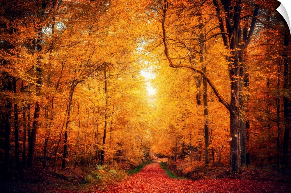 Leaf-covered path runs through a yellow forest in autumn