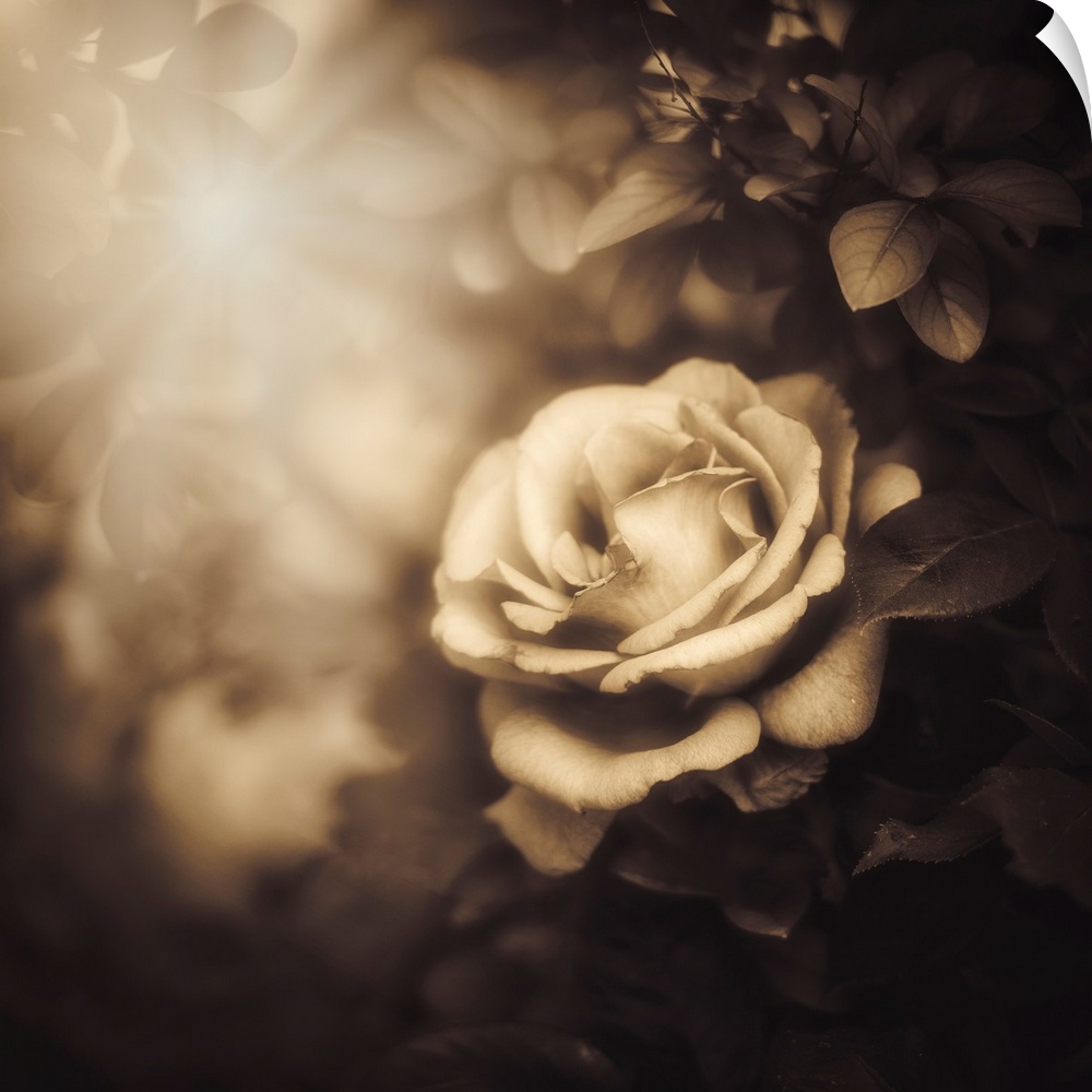 Rose lit by the sun with a sepia vintage processing