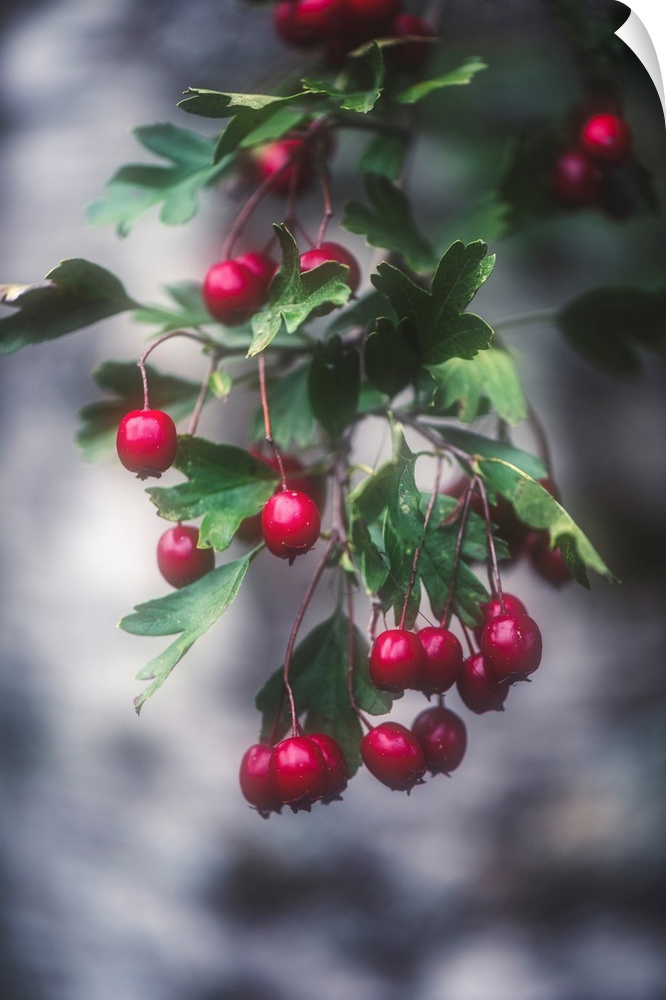 Wild berries with a bokeh effect