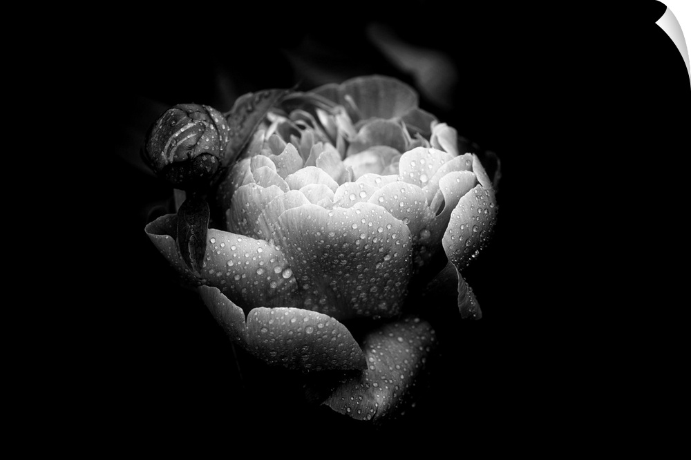 Closeup black and white photograph of a rose covered in water droplets.