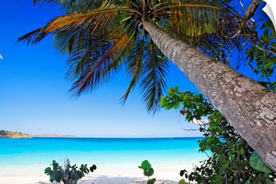 Low Angle View of a Leaning Palm Tree on a Tropical Beach, Trunk