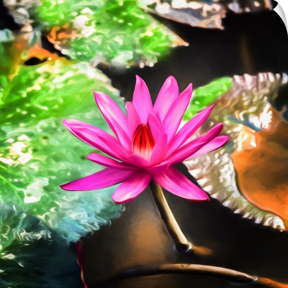 Close up of water lily flower in expressionist photo