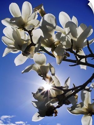 Magnolia Sun