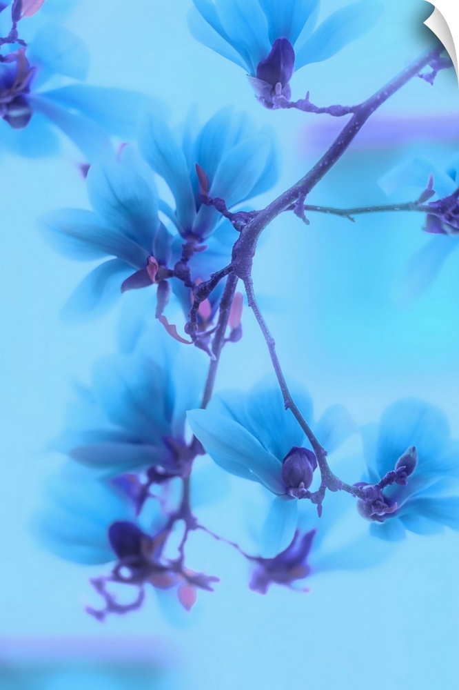 Photo of magnolias with a blue filter