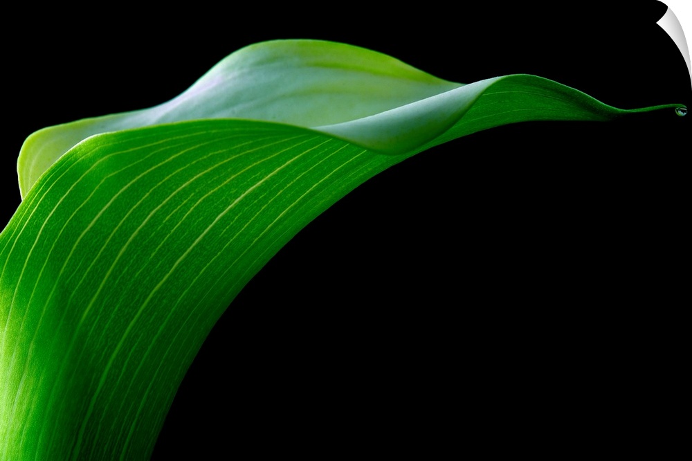A vivid green fresh Calla Lily flower in close-up against a black background.