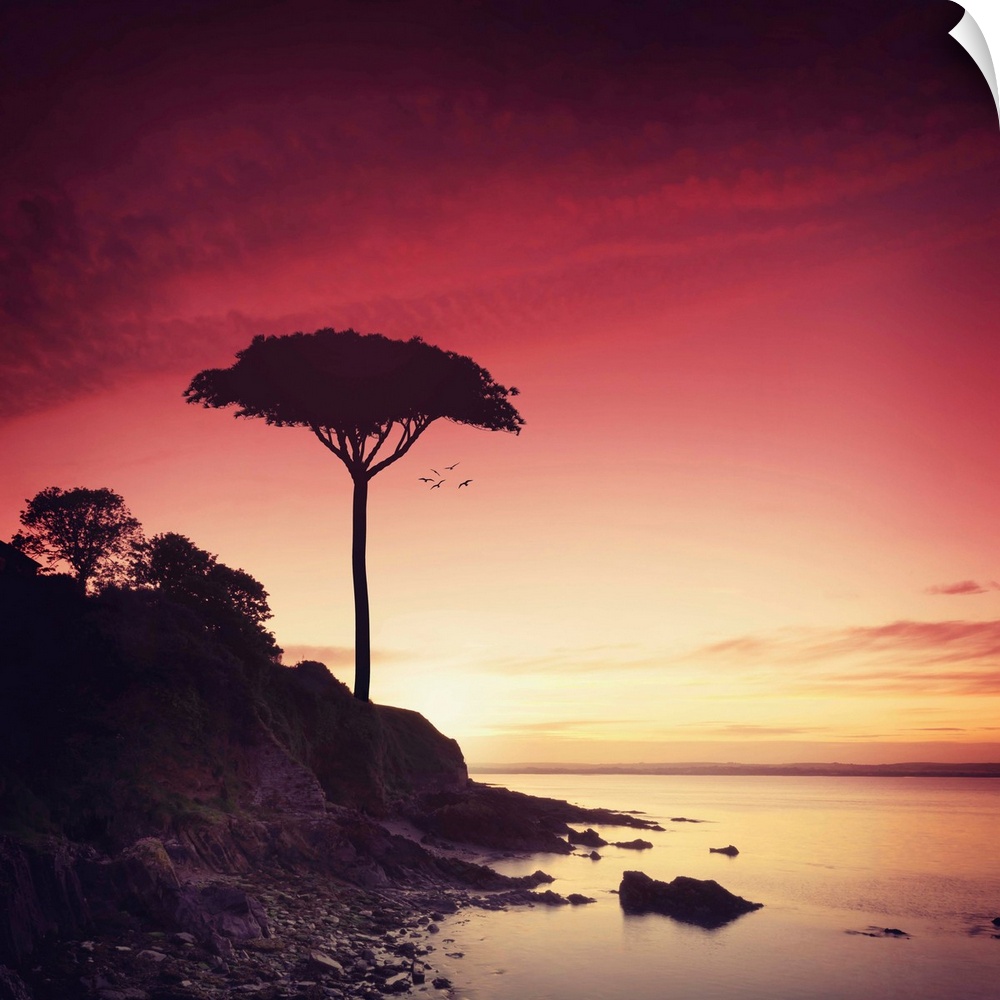 Photograph of a silhouetted lone tree on a rocky shoreline at sunset.