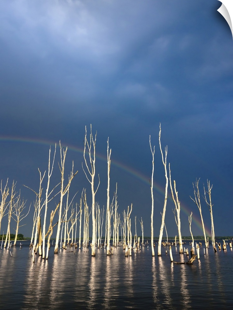 A surreal image of beautifully lit skeletal trees reflected in lake waters under a dramatic sky and reaching up to a rainb...