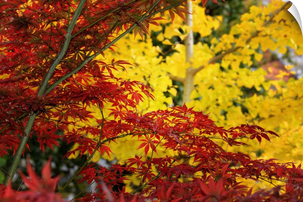 Red maple in front of a yellow ginkgo