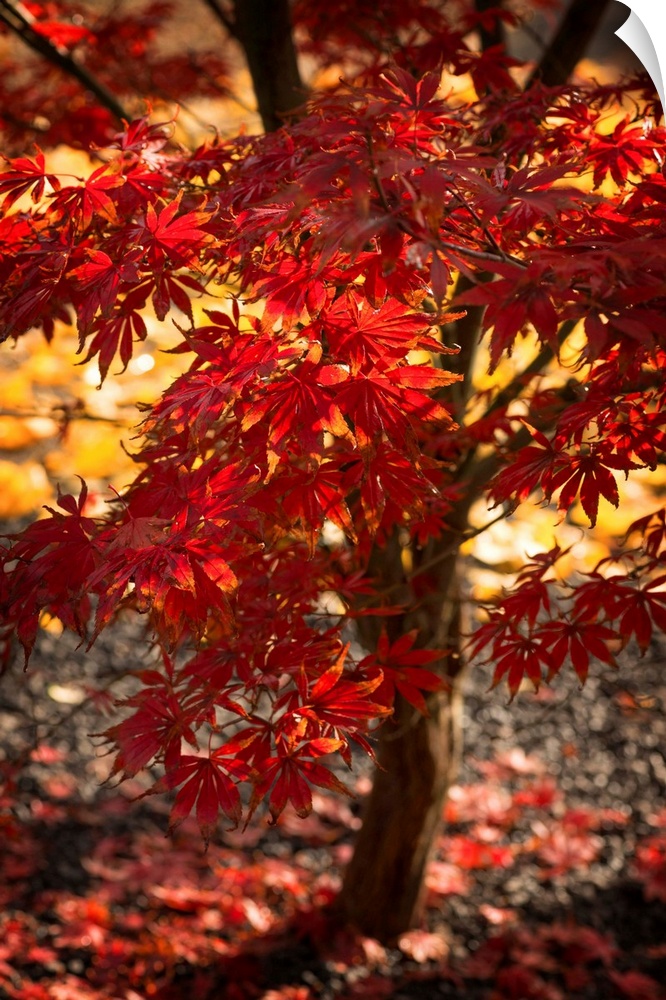Fine art photograph of a Japanese maple tree with bright red leaves.