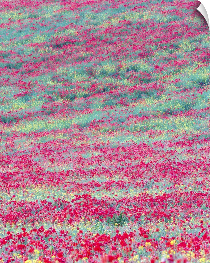 An abstracted tapestry of reds, oranges greens and yellows formed of flowers across a hillside meadow.
