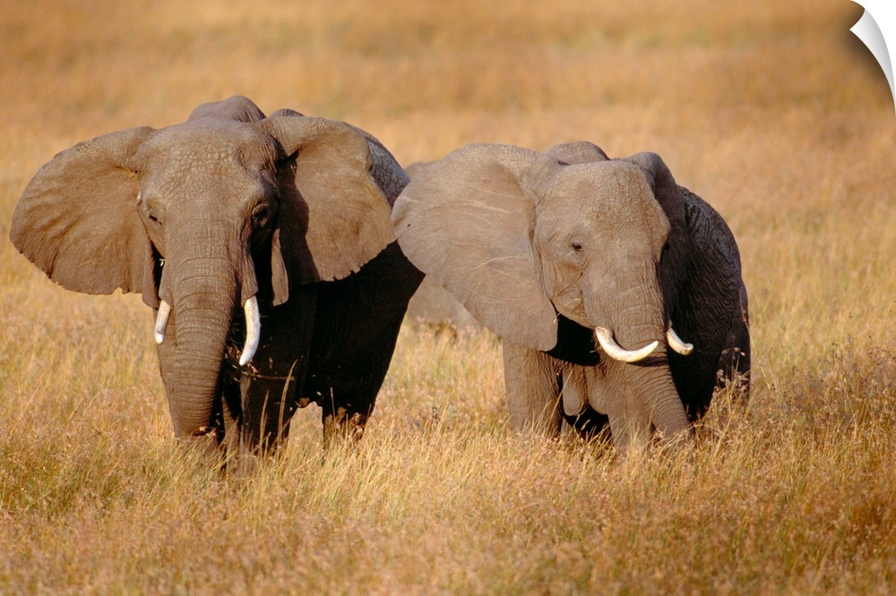 Two large African elephants are photographed in a tall grassy field.