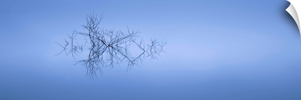 Photograph of branches sticking up out of the water casting a smooth reflection in a foggy atmosphere.