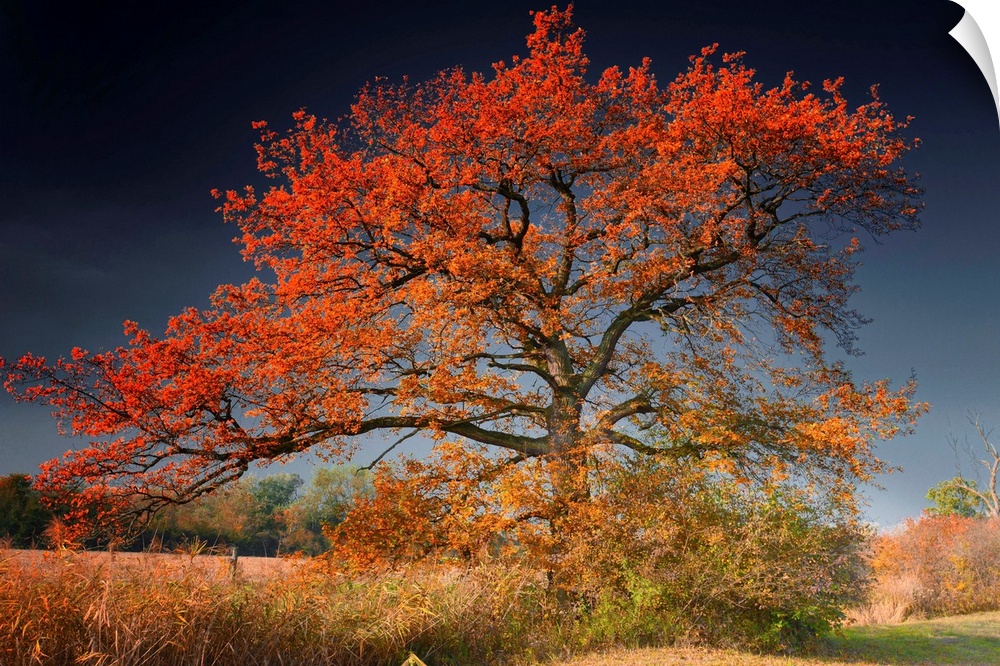 A landscape photograph of an old tree growing alone in a field covered with autumn leaves.