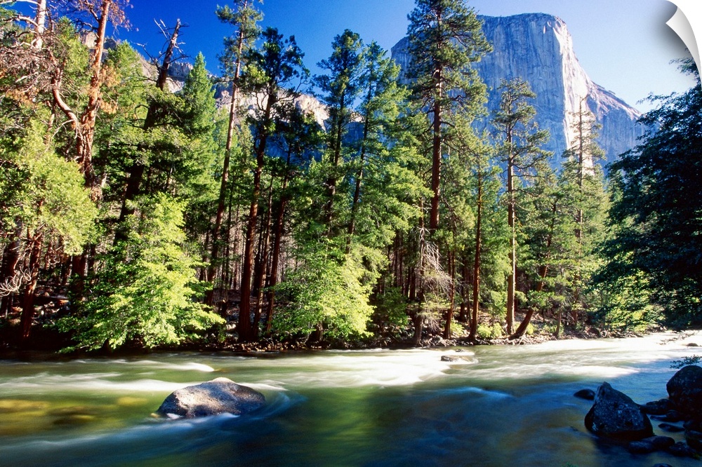 Low Angle View of river lined by forest with the El Capitan in the distance at the Yosemite  National Park in California.