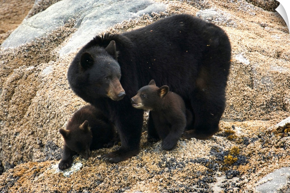 Black bear and cubs, Glacier Bay National Park, Alaska