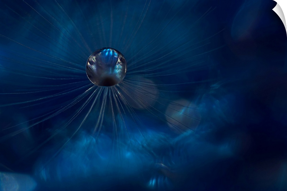 Macro photograph of a water drop on a dandelion seed with a deep blue background and a shallow depth of field.