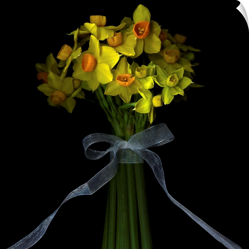 Dwarf daffodils,a handful of narcissi with intoxicating fragrance, the stems, bound with a ribbon, finished with a bow... ...