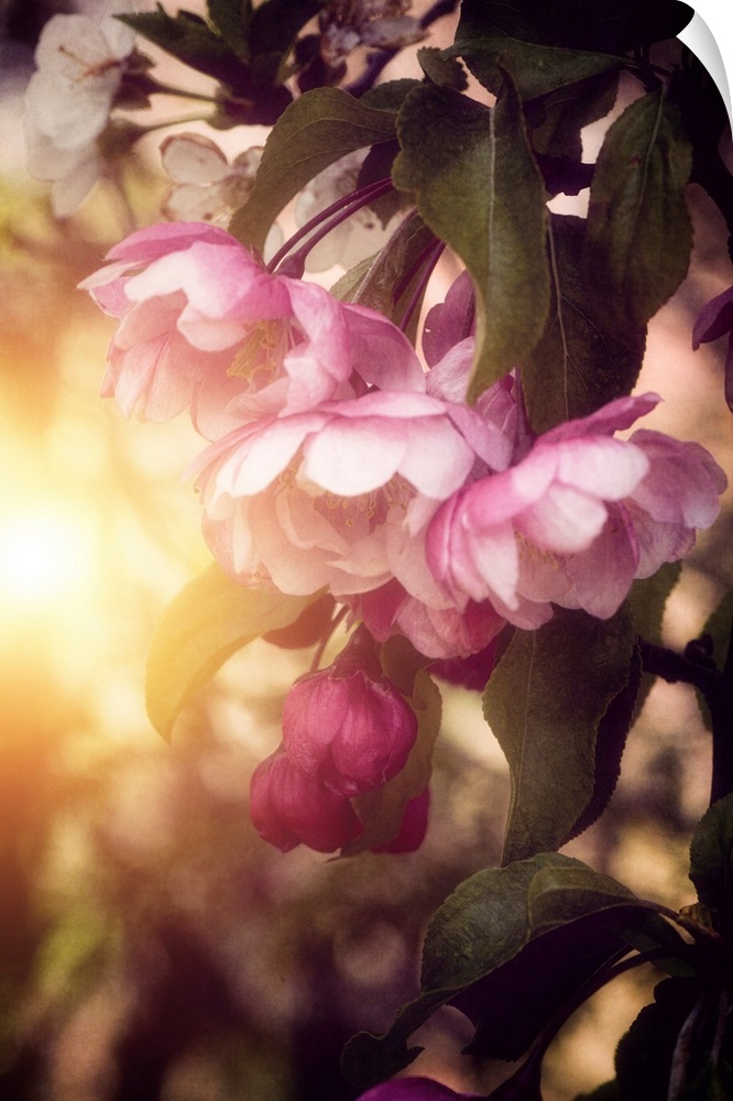 Japanese apple blossoms with the sun in the background