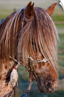 Mongolian Ponies II