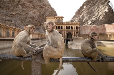 Monkeys At The Temple