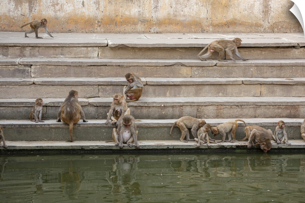 Monkeys visit a step well for a drink in India.