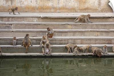 Monkeys At The Well