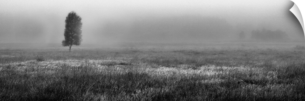 A panoramic moonochrome black and white misty scottish landscape of a moorland with a lone tree in autumn.