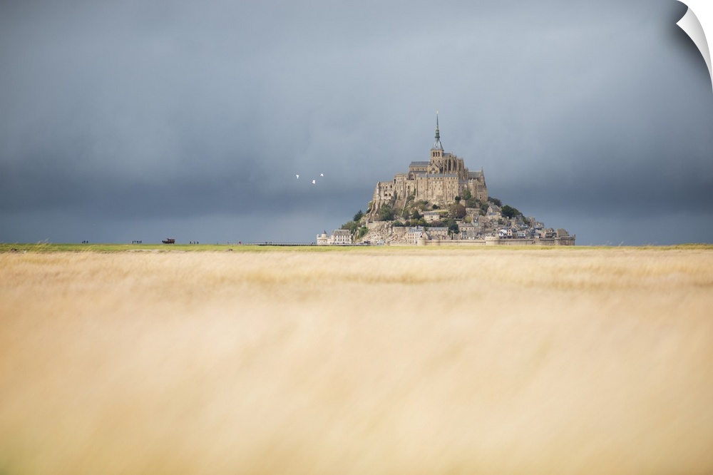 Mont Saint Michel in front of grey clouds before the rain! Yellow lighting field on first plan, France, Normandy.